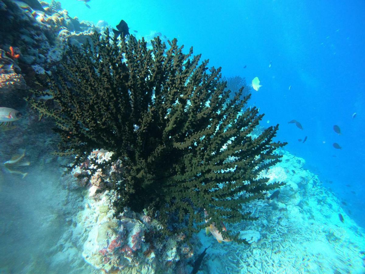 מלון Omadhoo Hudhuvelimaldives מראה חיצוני תמונה